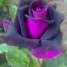 Fresh 25 Seeds Purple & Pink Rose Flower Fragrant Ing Planting Garden
