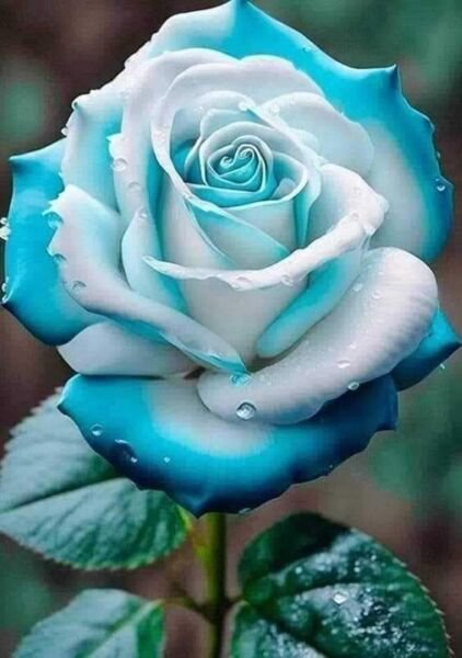 Fresh 25 Seeds Blue & White Rose Flower Fragrant Ing Planting Garden