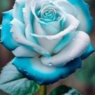 Fresh 25 Seeds Blue & White Rose Flower Fragrant Ing Planting Garden