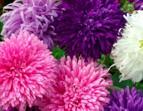 Fresh 25 Seeds Giant California Aster Flowers Planting Garden