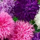 Fresh 25 Seeds Giant California Aster Flowers Planting Garden