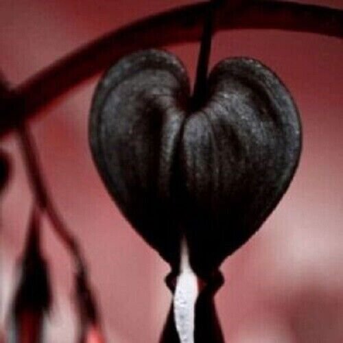 Fresh 25 Seeds Black Bleeding Heart Flowers Perennial Flower Garden