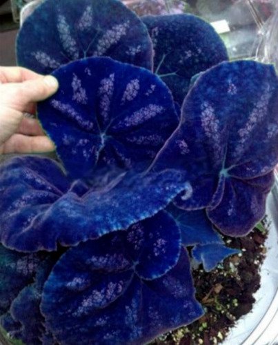 Fresh 25 Seeds Navy Blue Cole Flowers Easy To Grow Garden