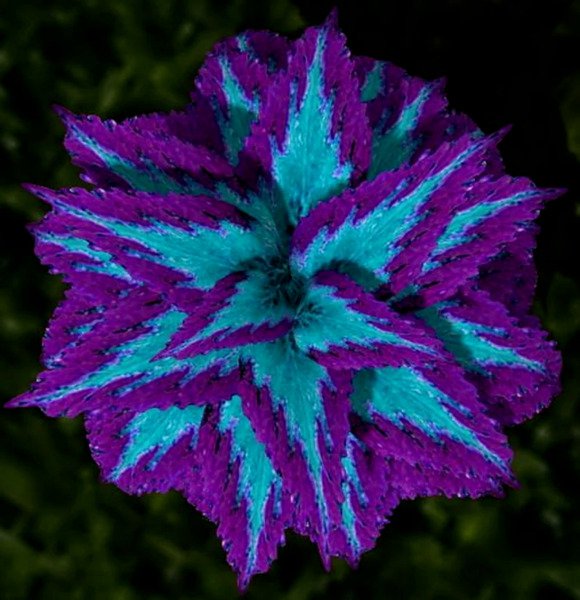 Fresh 25 Seeds Blue & Purple Cole Flowers Easy To Grow Plant Garden