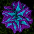 Fresh 25 Seeds Blue & Purple Cole Flowers Easy To Grow Plant Garden