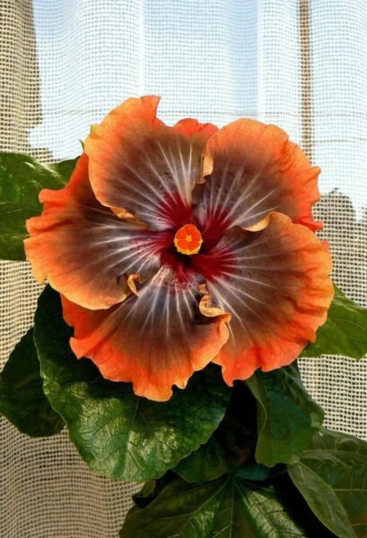 Fresh 25 Seeds Orange Brown Hibisc Flowers Easy To Grow Floral Garden