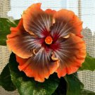 Fresh 25 Seeds Orange Brown Hibisc Flowers Easy To Grow Floral Garden