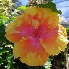 Fresh 25 Seeds Yellow Pink Hibisc Flowers Easy To Grow Floral Garden
