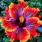 Fresh 25 Seeds Red Purple Hibisc Flowers Easy To Grow Floral Garden
