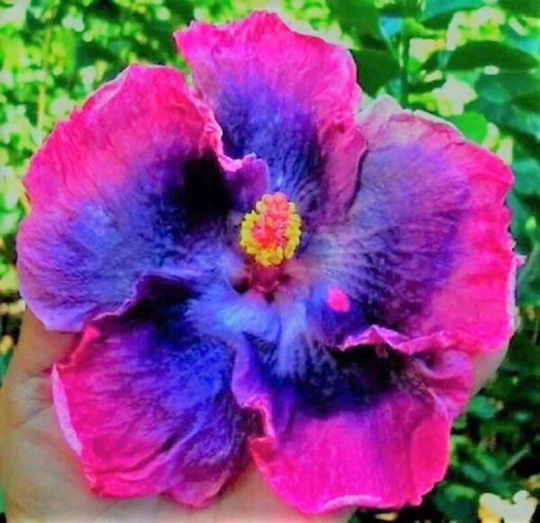 Fresh 25 Seeds Pink Blue Dinnerplate Hibisc Flowers Easy To Grow Floral Garden