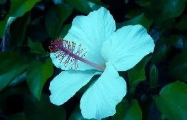 Fresh 25 Seeds Light Blue Hibisc Flowers Easy To Grow Floral Garden