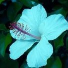 Fresh 25 Seeds Light Blue Hibisc Flowers Easy To Grow Floral Garden