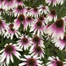 Fresh 25 Seeds Purple White Coneflower Flowers Echinacea Easy To Grow Garden