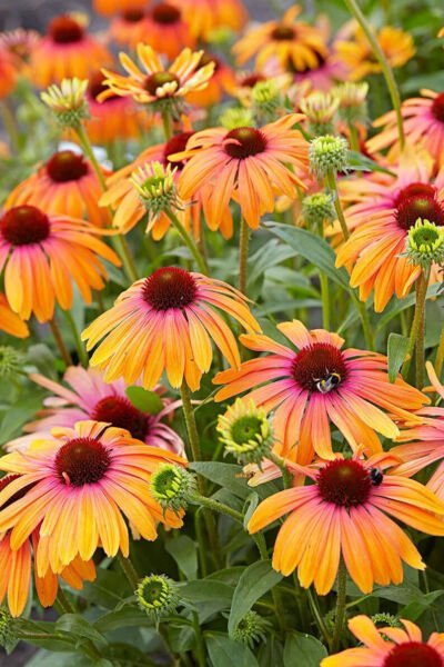 Fresh 25 Seeds Orange Pink Coneflower Flowers Echinacea Easy To Grow Garden