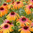 Fresh 25 Seeds Orange Pink Coneflower Flowers Echinacea Easy To Grow Garden