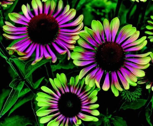 Fresh 25 Seeds Green Purple Cone Flowers Flowers Easy To Grow Garden