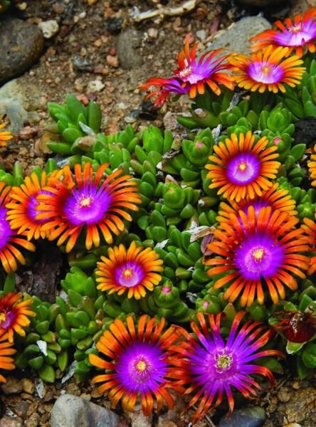 Fresh 25 Seeds Orange Purple Fire Spinners Flowers Easy To Grow Garden