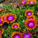 Fresh 25 Seeds Orange Purple Fire Spinners Flowers Easy To Grow Garden