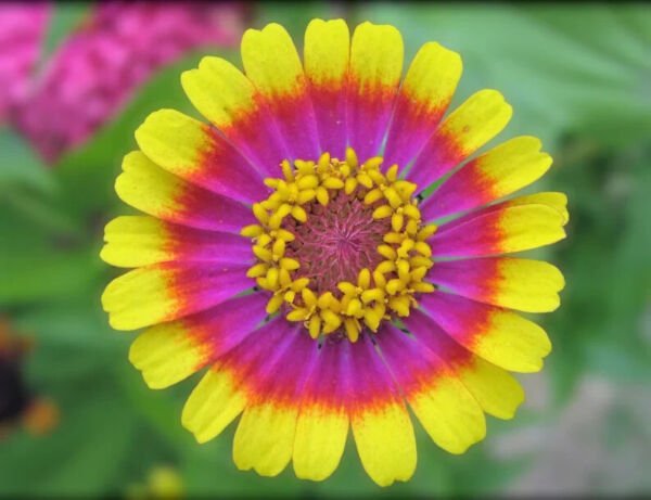 Fresh 25 Seeds Yellow Pink Daisy Flowers Easy To Grow Garden
