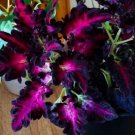 Fresh 25 Seeds Pink Purple Cole Flowers Easy To Grow Garden