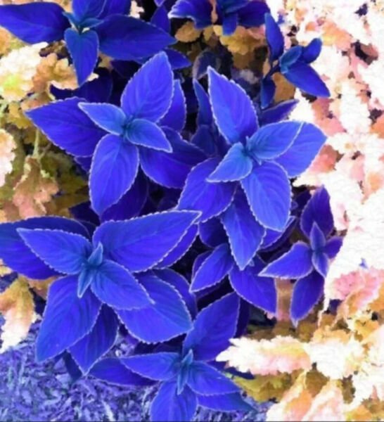Fresh 25 Seeds Blue Cole Flowers Easy To Grow Garden