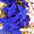 Fresh 25 Seeds Blue Cole Flowers Easy To Grow Garden