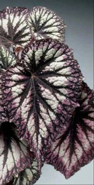 Fresh 25 Seeds Veined Silver Cole Flowers Easy To Grow Garden
