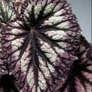 Fresh 25 Seeds Veined Silver Cole Flowers Easy To Grow Garden