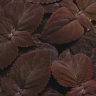 Fresh 25 Seeds Chocolate Brown Cole Flowers Easy To Grow Garden