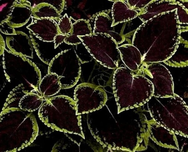 Fresh 25 Seeds Black Cole Flowers Easy To Grow Garden