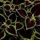 Fresh 25 Seeds Black Cole Flowers Easy To Grow Garden