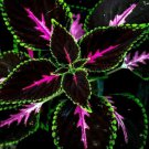 Fresh 25 Seeds Black Pink Cole Flowers Easy To Grow Garden