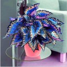 Fresh 25 Seeds Blue Rainbow Cole Flowers Rainbow Dragon Easy To Grow Garden