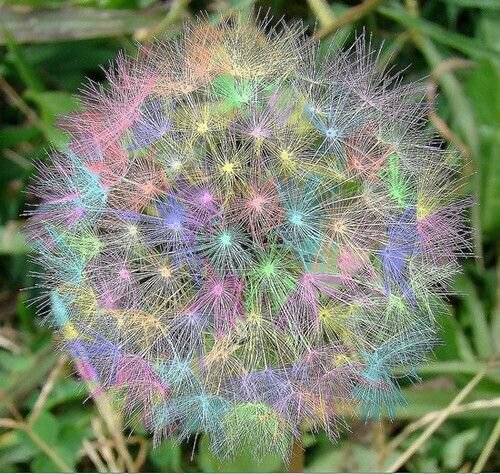 Fresh 25 Seeds Rainbow Dandelions Beautiful Flowers Easy To Grow Planting Garden