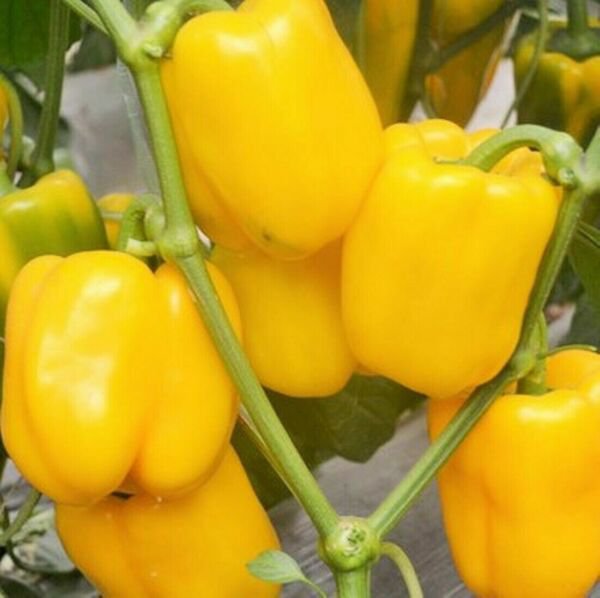Fresh 25 Seeds Yellow Bell Peppers Easy To Grow Vegetable Sweet Edible Food Garden