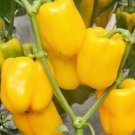 Fresh 25 Seeds Yellow Bell Peppers Easy To Grow Vegetable Sweet Edible Food Garden