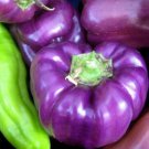 Fresh 25 Seeds Purple Bell Peppers Easy To Grow Vegetable Sweet Edible Food Garden