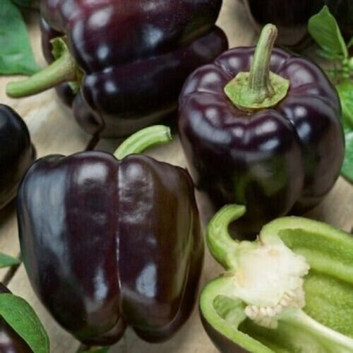 Fresh 25 Seeds Black Bell Peppers Easy To Grow Vegetable Sweet Edible Food Garden
