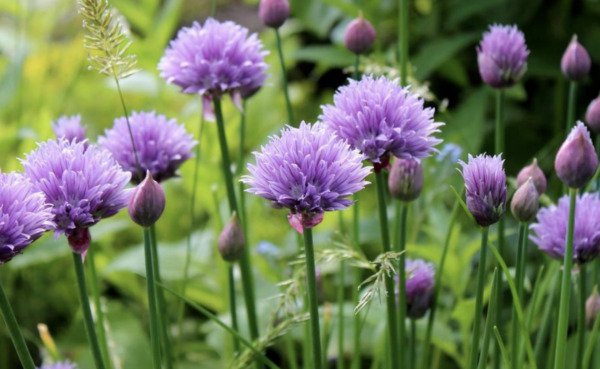 Fresh 20 Seeds Chives Herb Edible Flowers Easy To Grow Floral Garden