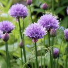 Fresh 20 Seeds Chives Herb Edible Flowers Easy To Grow Floral Garden