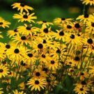 Fresh 25 Seeds Black Eyed Sn Yellow Daisy Flowers Easy To Grow Floral Garden