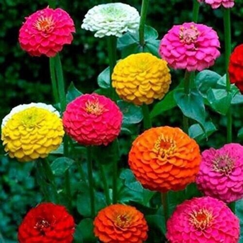 Fresh 25 Seeds Zinnia Mixed Colors Flowers Easy To Grow Garden