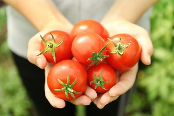 Fresh 50 Seeds Southern Berry Tomato Vegetable Planting Tomatoes Garden