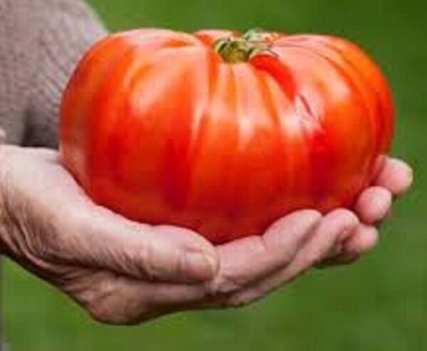 Fresh 50 Seeds Country Fair Tomato Vegetable Planting Tomatoes Garden