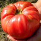 Fresh 50 Seeds Grampa'S Pick Tomato Vegetable Planting Tomatoes Garden