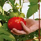 Fresh 50 Seeds Better Girl Tomato Vegetable Planting Tomatoes Garden