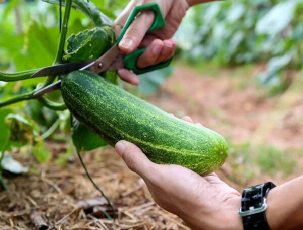Fresh 25 Seeds Viagra Cucumber 45 Garden