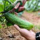 Fresh 25 Seeds Viagra Cucumber 45 Garden