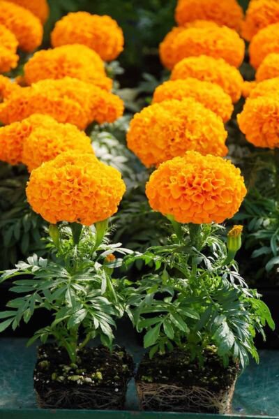 Fresh 25 Seeds Orange Marigold Flowers Easy To Grow Garden