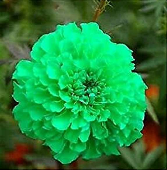Fresh 25 Seeds Green Marigold Flowers Easy To Grow Garden